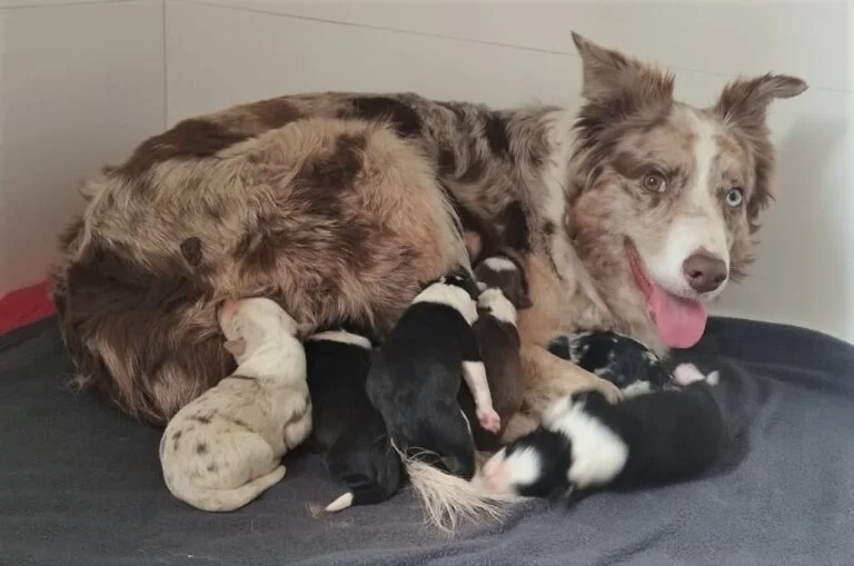 Border Collie con su camada recién nacida