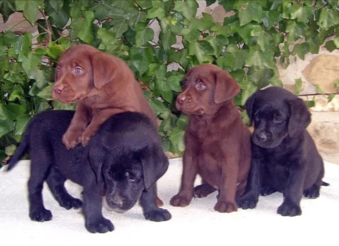 Camada de cachorros de Labrador Retriever