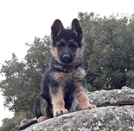 Cachorro de Pastor Alemán